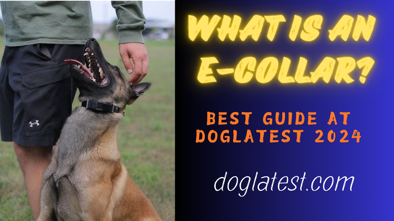 what is an e-collar, dog latest guide, best e collar