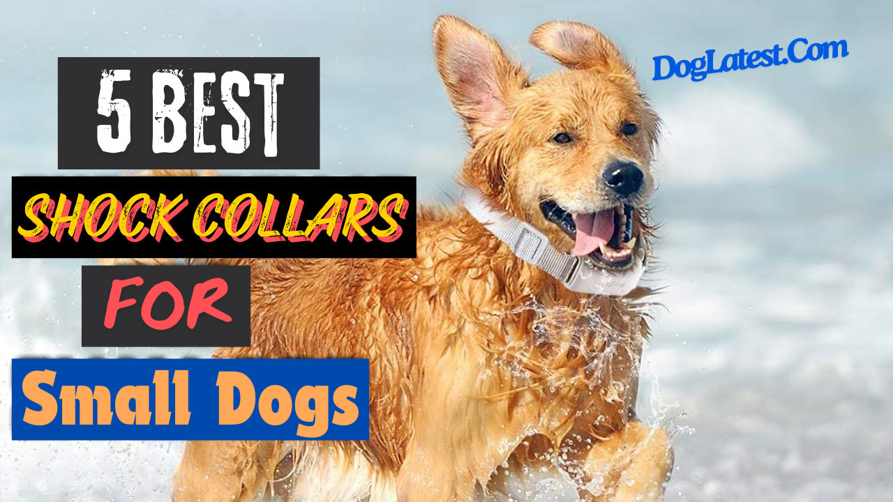 5 best shock collar for small dogs, dog latest, best shock collar for small dogs