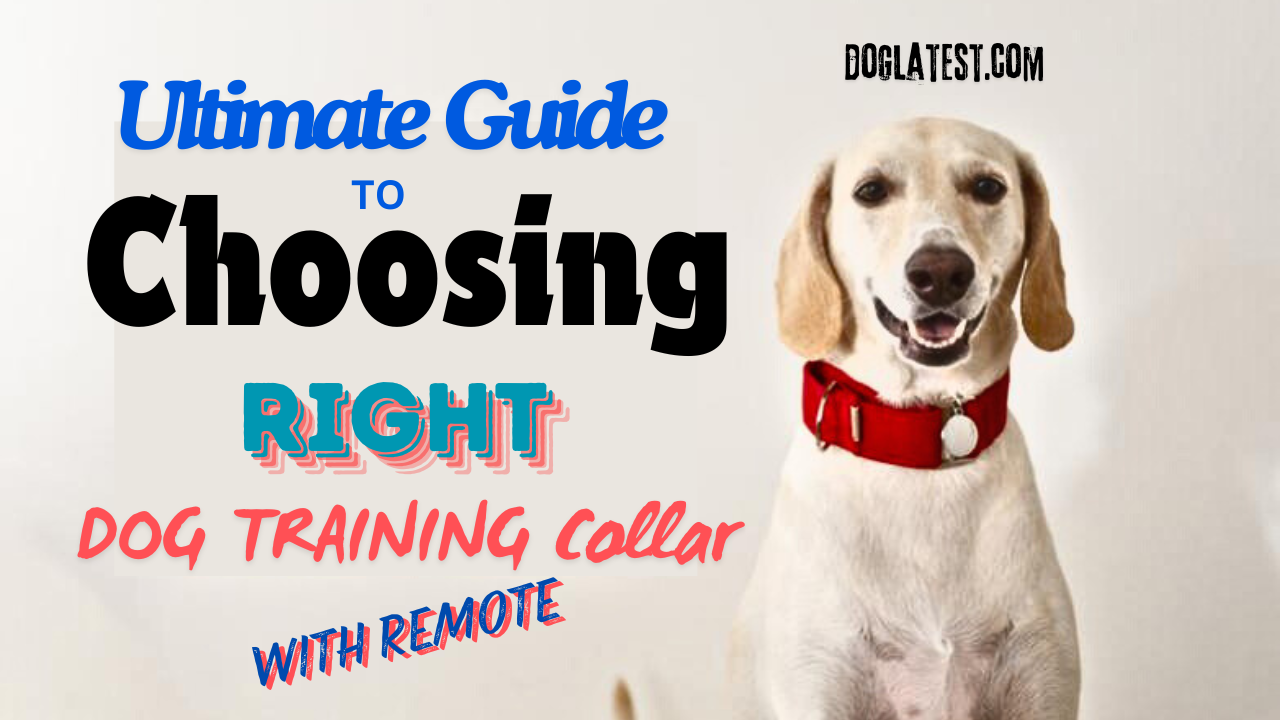 dog training collar with remote, dog latest, best dog training collar guide