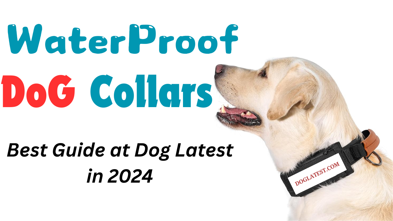 waterproof dog collars, best dog latest guide, new guide at dog latest