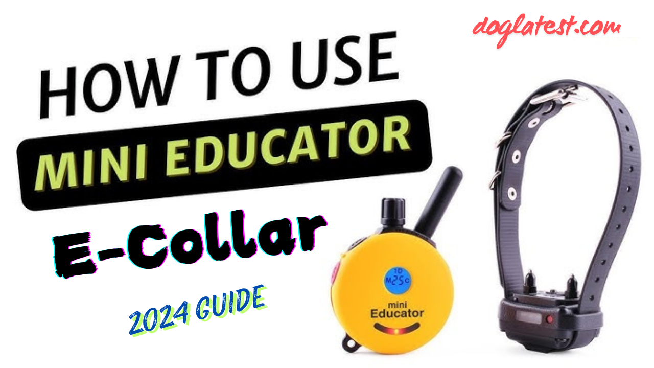 how to use mini educator e-collar, dog latest, best dog care guide