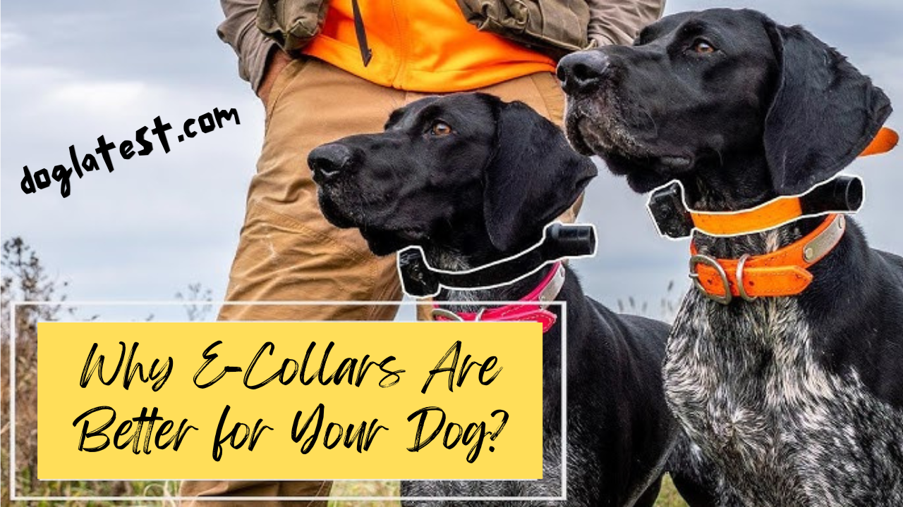 why e-collars are better for your dogs, dog latest, why e collars are better for your dog, e collars for dogs, best e collars for dogs