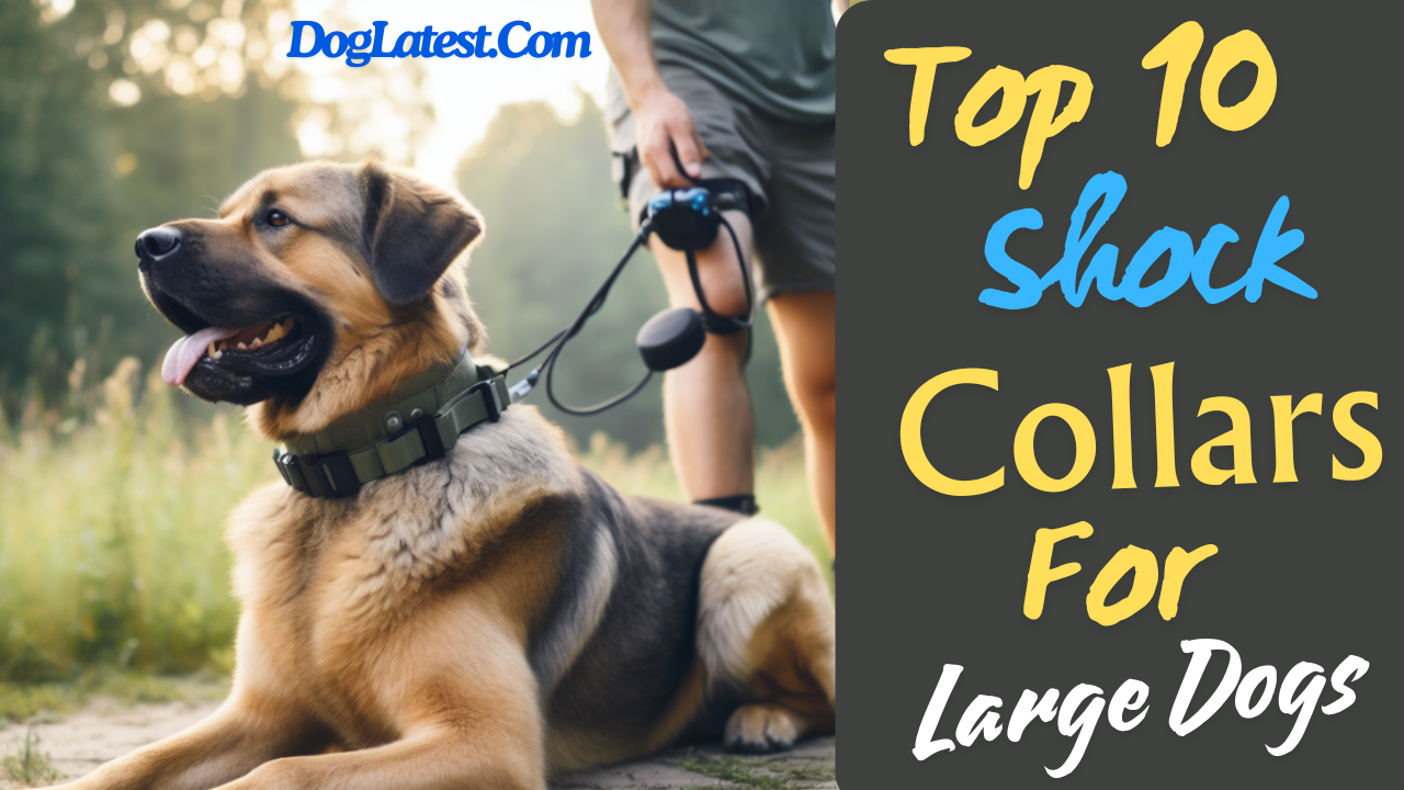 dog latest guide, top 10 shock collars for large dogs, shock collar for large dogs, large shock collar for dogs