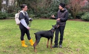 evaluating different dog training collars, dog latest, best dog training collars