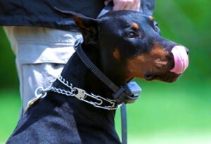 why e-collars are better for your dogs, dog latest, best dog guide, dog latest guide