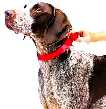 shock collar for large dogs, dog latest, best dog collar guide, latest dogs guide, 