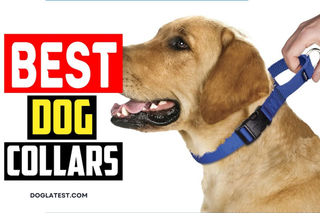 best dog colloar