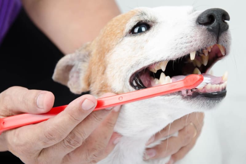 How to Identify Dog Dental Health Problems in 2024