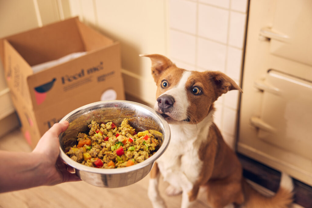 Best Dog Food How to Transition Your Pet to Fresh dog food