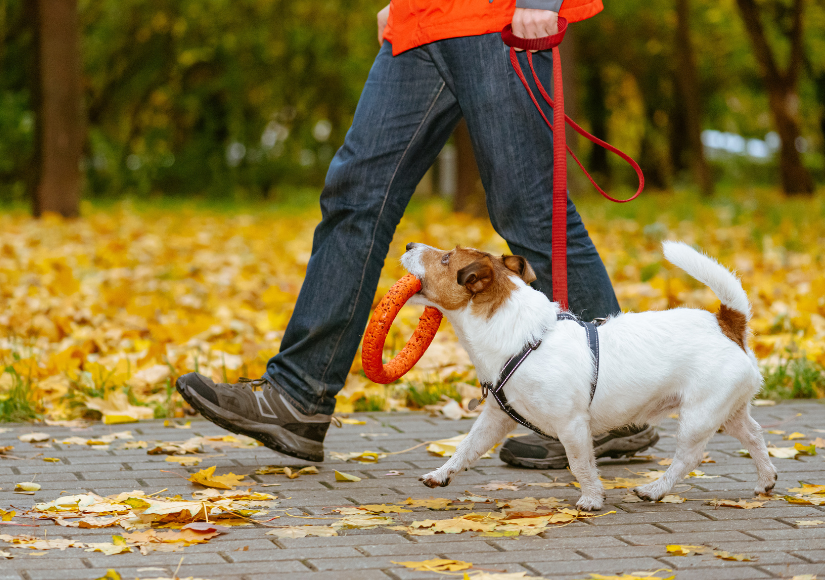 Loose Leash Walking