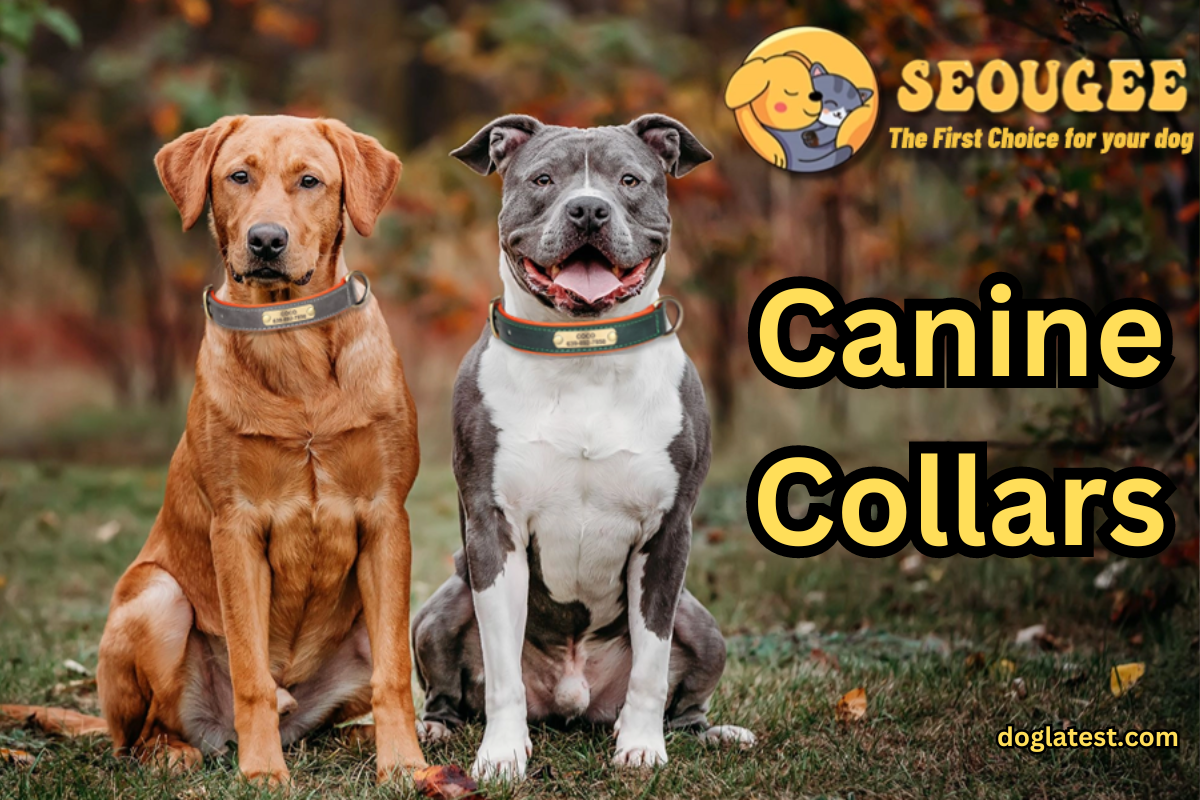 canine collars