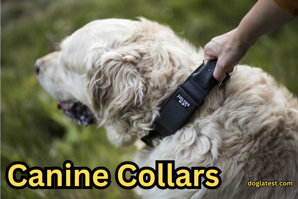 Canine Collars