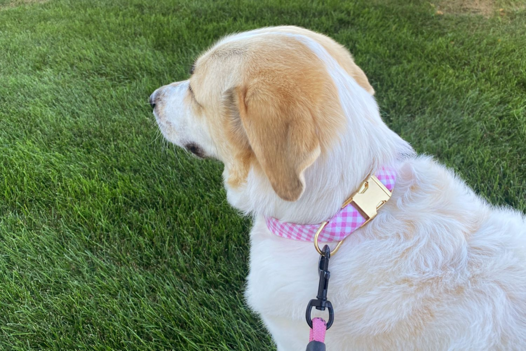 Affordable Dog Collar