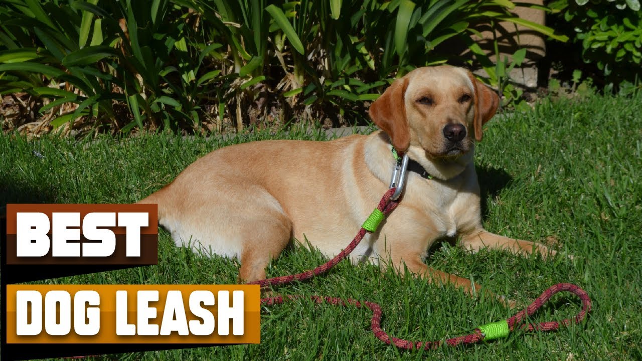 Dog Leash